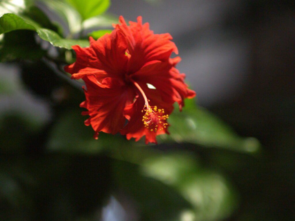 Minolta Tele Rokkor 1:2 f=100mm MC MD-4056