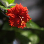 Minolta Tele Rokkor 1:2 f=100mm MC MD-4056