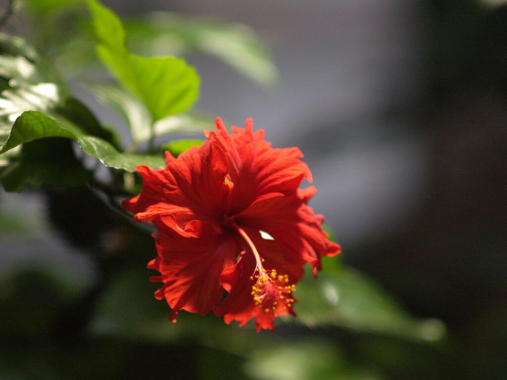 Minolta Tele Rokkor 1:2 f=100mm MC MD-4057