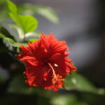 Minolta Tele Rokkor 1:2 f=100mm MC MD-4057