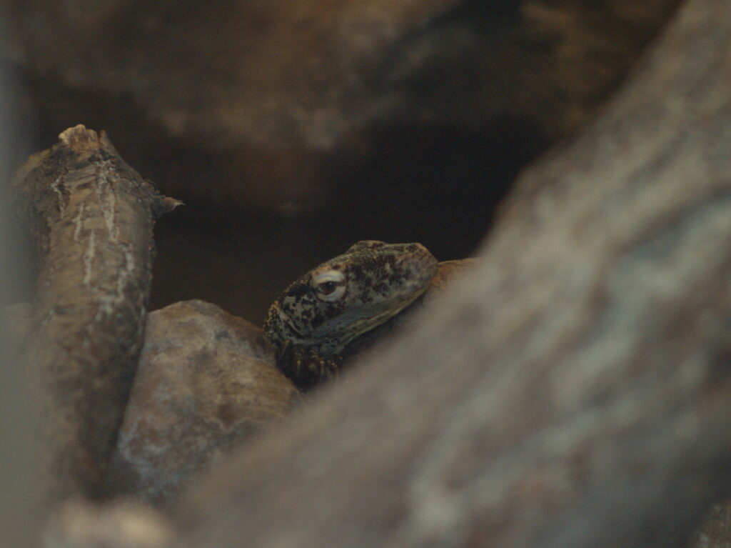 2.5/100mm MC Rokkor Minolta MD-4548