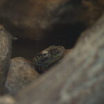 2.5/100mm MC Rokkor Minolta MD-4548
