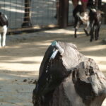 2.5/100mm MC Rokkor Minolta MD-4553