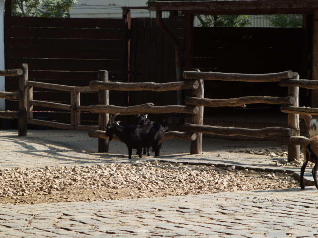 2.5/100mm MC Rokkor Minolta MD-4554