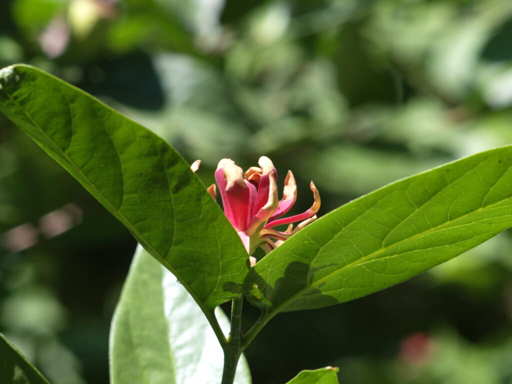 1.8/85mm AI Nikkor-4749
