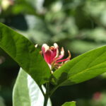 1.8/85mm AI Nikkor-4749