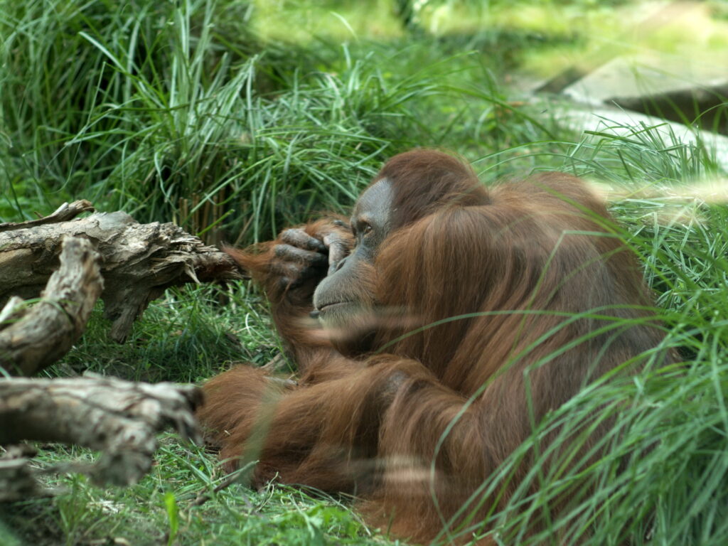 1.8/85mm AI Nikkor-4750