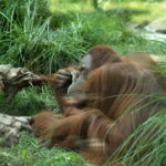 1.8/85mm AI Nikkor-4750