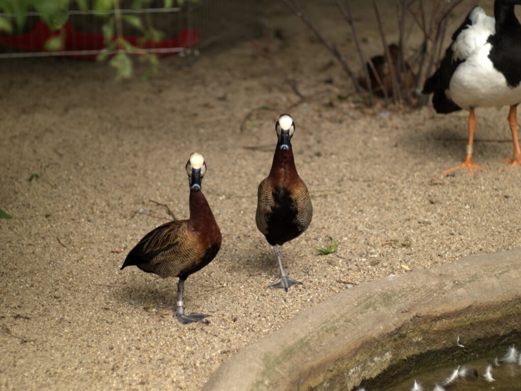 1.8/85mm AI Nikkor-4754