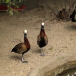 1.8/85mm AI Nikkor-4754