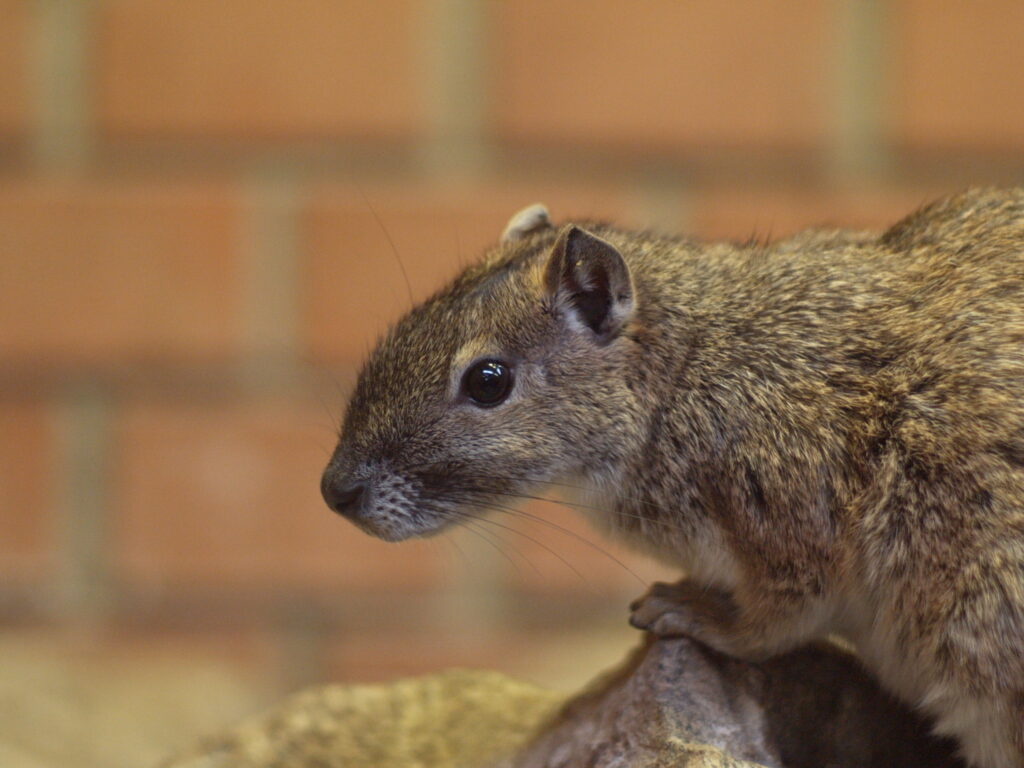 1.8/85mm AI Nikkor-4757