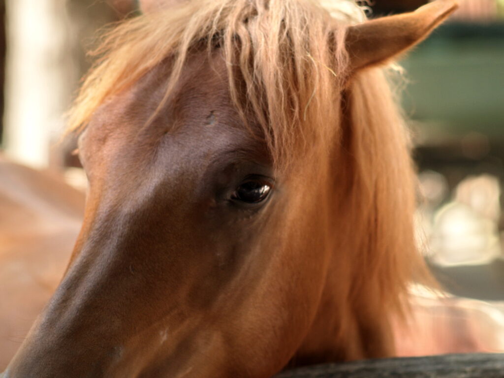 1.8/85mm AI Nikkor-4758