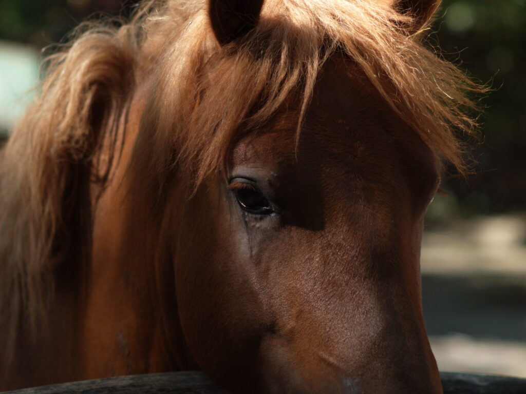 1.8/85mm AI Nikkor-4759