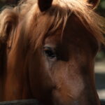 1.8/85mm AI Nikkor-4759