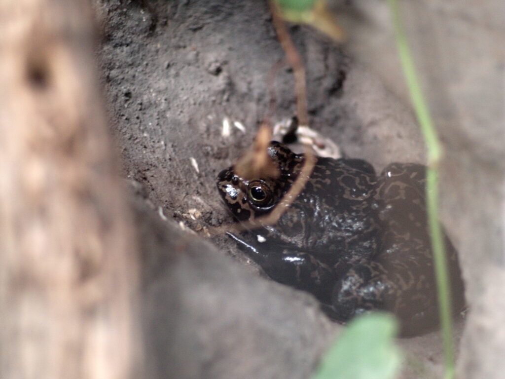 1.8/85mm AI Nikkor-4760