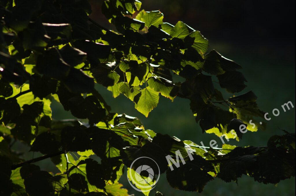 Nikkor 200mm f/4 AI-334