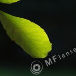 Nikkor 200mm f/4 AI-336