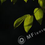 Nikkor 200mm f/4 AI-337