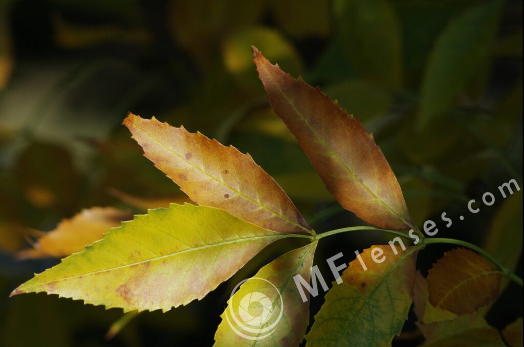 Nikkor 200mm f/4 AI-339