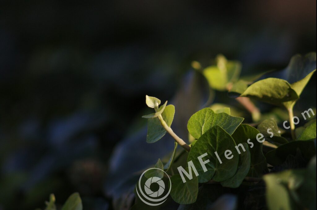 Nikkor 200mm f/4 AI-340