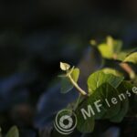 Nikkor 200mm f/4 AI-340