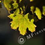 Nikkor 200mm f/4 AI-344