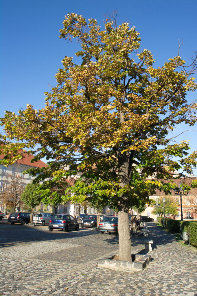 Nikkor 18mm f3.5 AIS Samsung NX100-11745