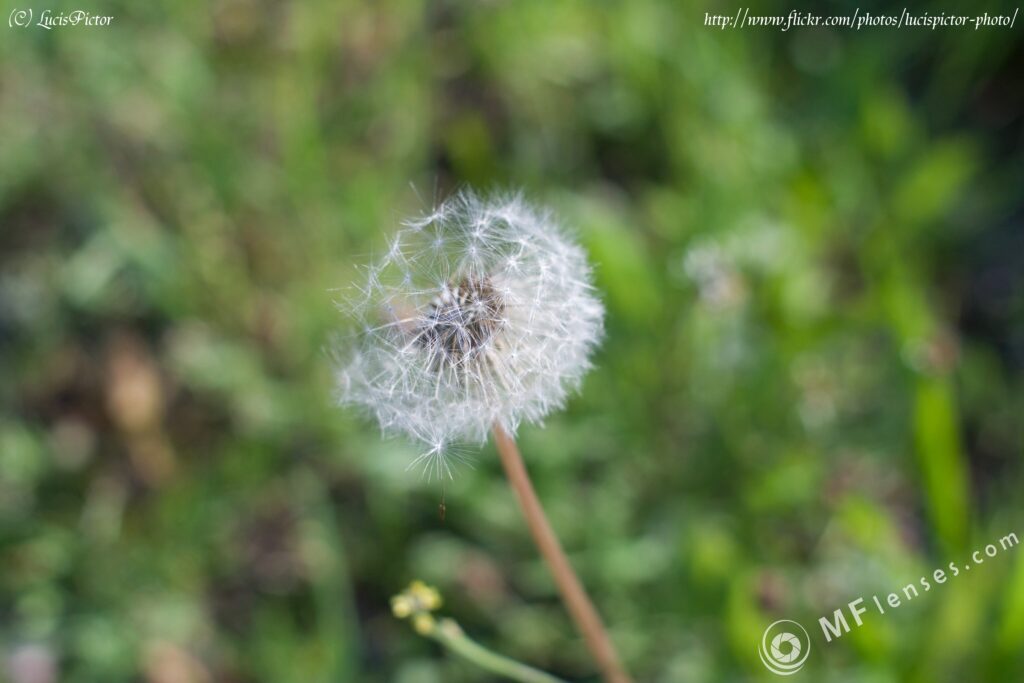 Nikon Nikkor-O 35mm f2-2463