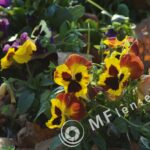 Nikkor-Q 200mm f/4 non AI-1045