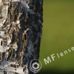 Nikkor-Q 200mm f/4 non AI-1048