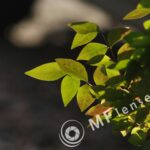 Nikon-Nikkor 300mm f/4.5 AI-947