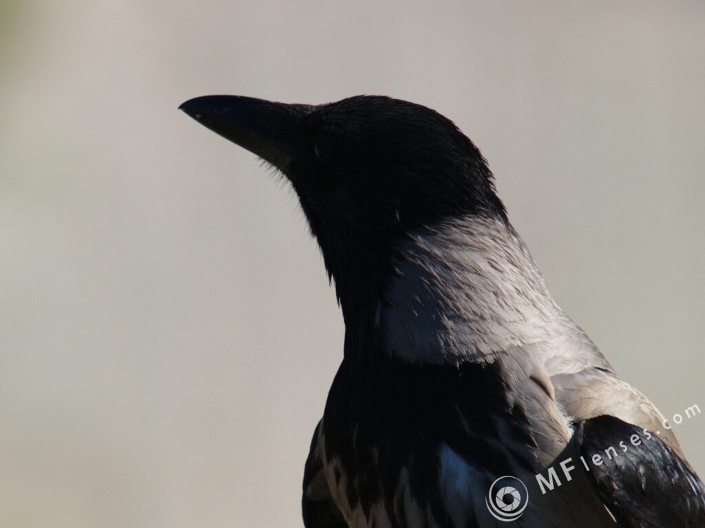 Nikon-Nikkor 300mm f/4.5 AI-2060