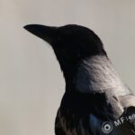 Nikon-Nikkor 300mm f/4.5 AI-2060