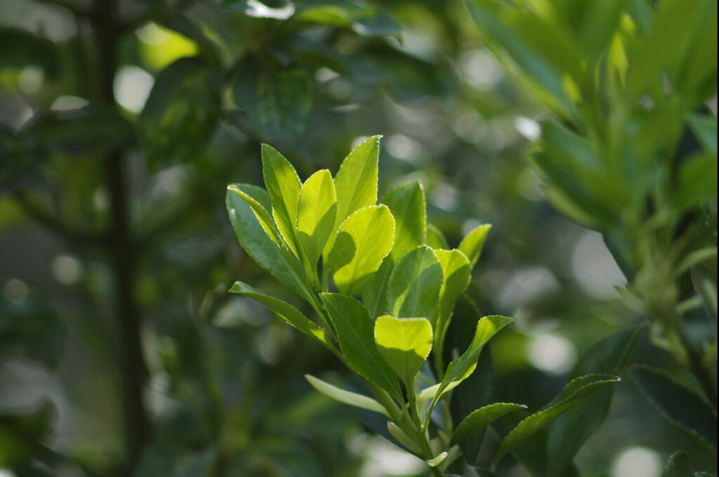 Nikkor 135mm f/3.5 AI-1636