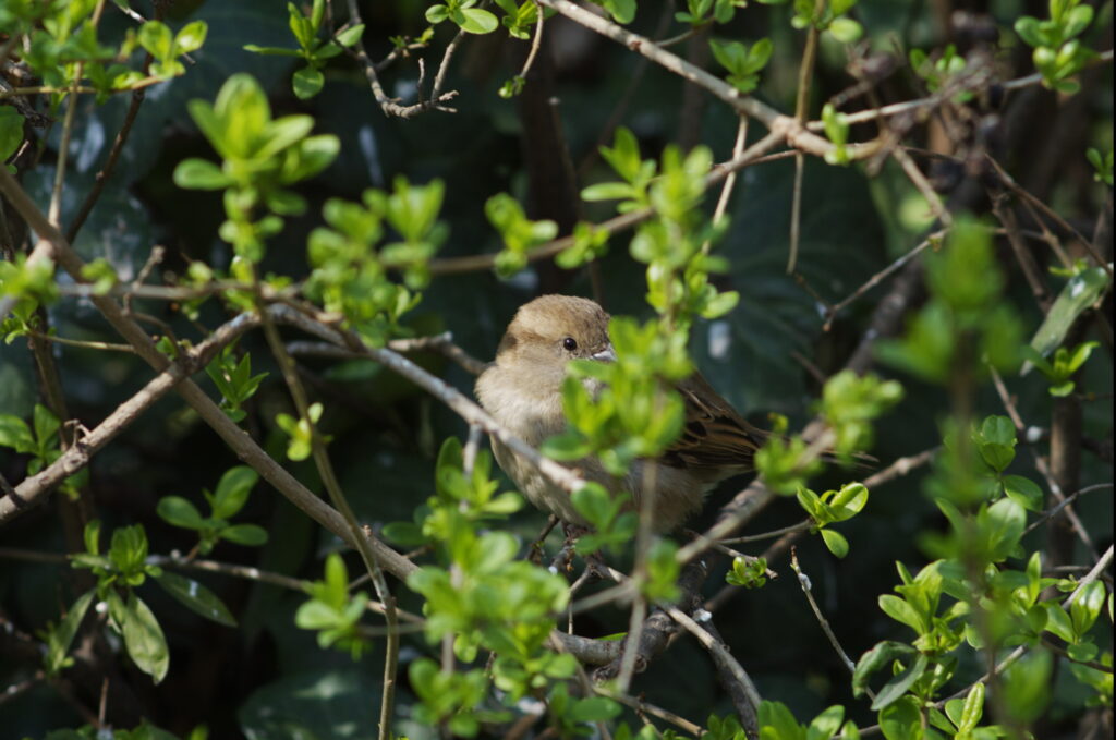 Nikkor 135mm f/3.5 AI-1638