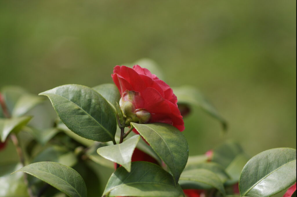 Nikkor 135mm f/3.5 AI-1646