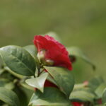 Nikkor 135mm f/3.5 AI-1646