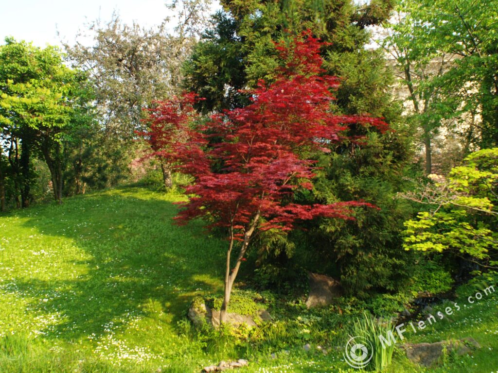 Nikon Nikkor 28mm f/3.5 AI-2035