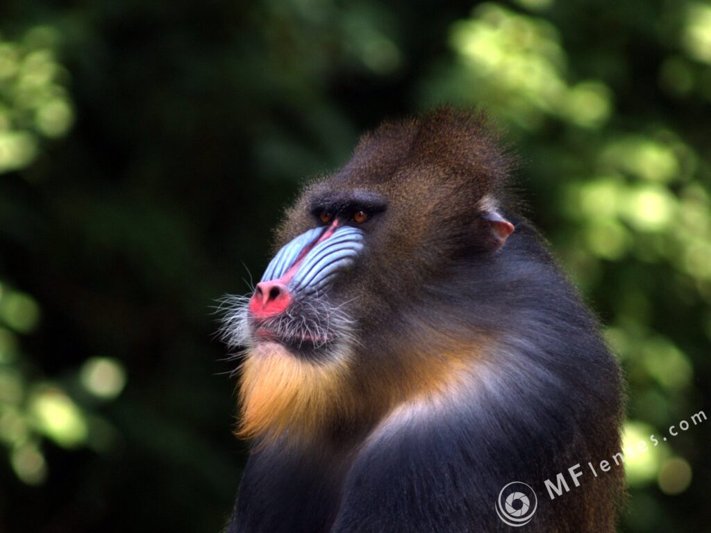 Nikon Nikkor 300mm f/4.5 ED-IF AIS-2300