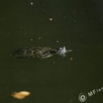 Nikon Nikkor 300mm f/4.5 ED-IF AIS-2301