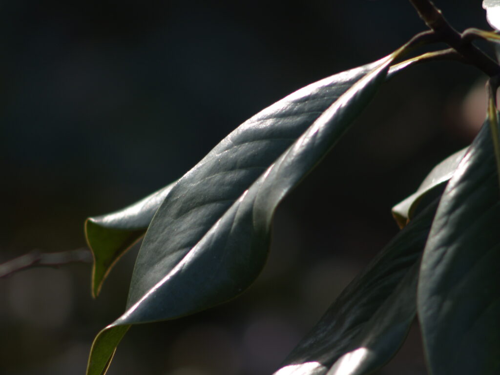 300mm f4.5 AIS-4262