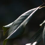 300mm f4.5 AIS-4262