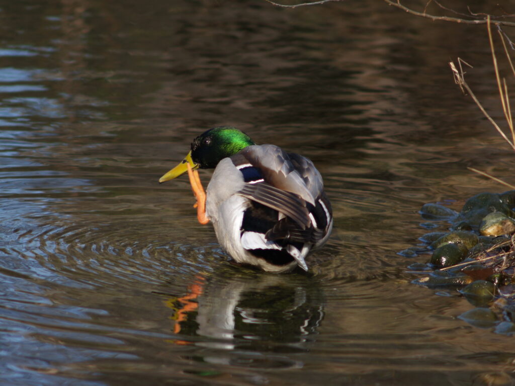 300mm f4.5 AIS-4263