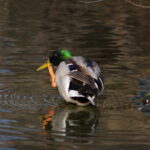 300mm f4.5 AIS-4263