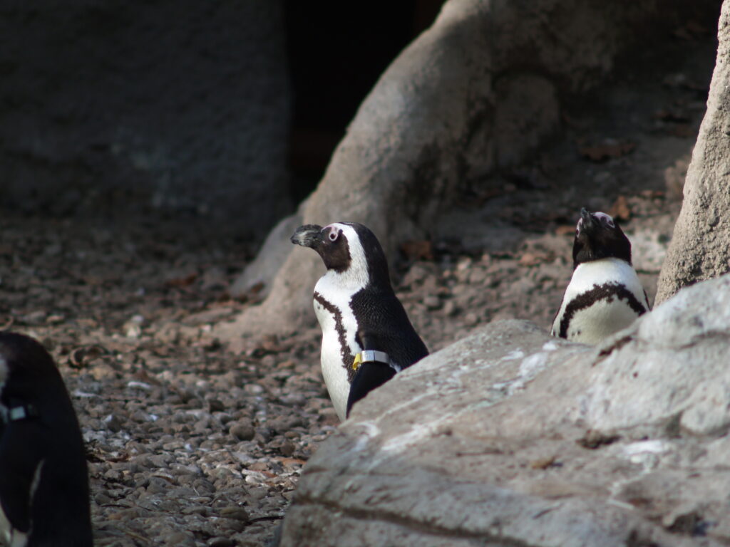 300mm f4.5 AIS-4264