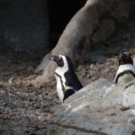 300mm f4.5 AIS-4264