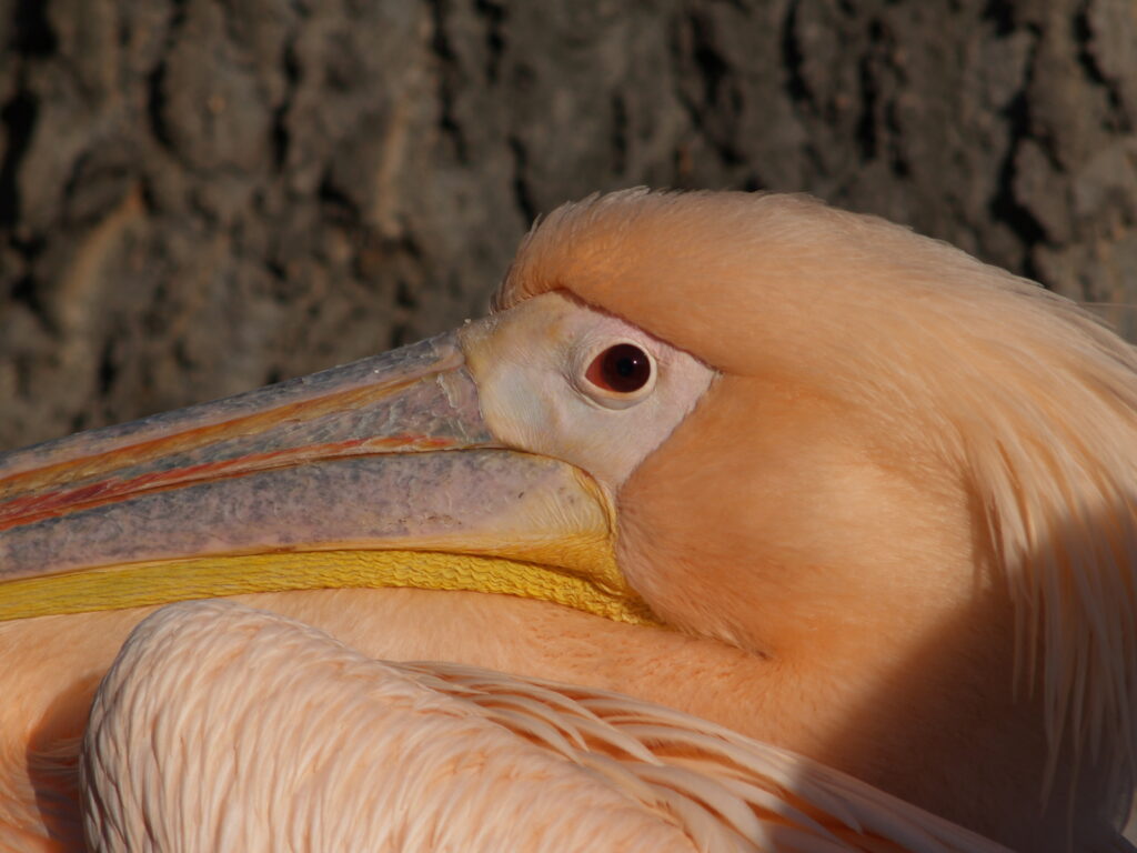 300mm f4.5 AIS-4265