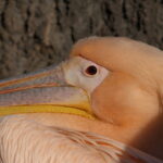 300mm f4.5 AIS-4265