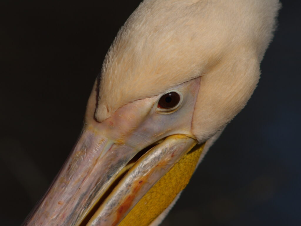 300mm f4.5 AIS-4266