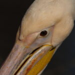 300mm f4.5 AIS-4266